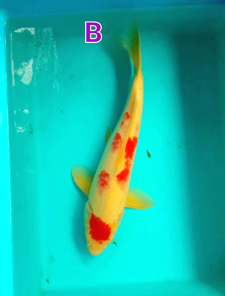 KOHAKU 36cm
