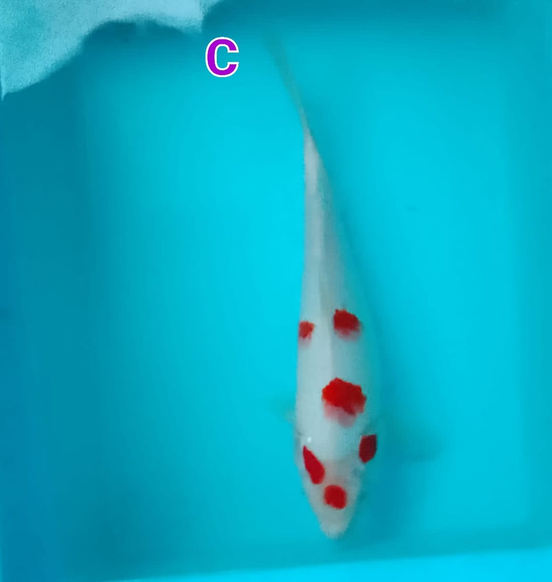 KOHAKU SAKURA 35cm