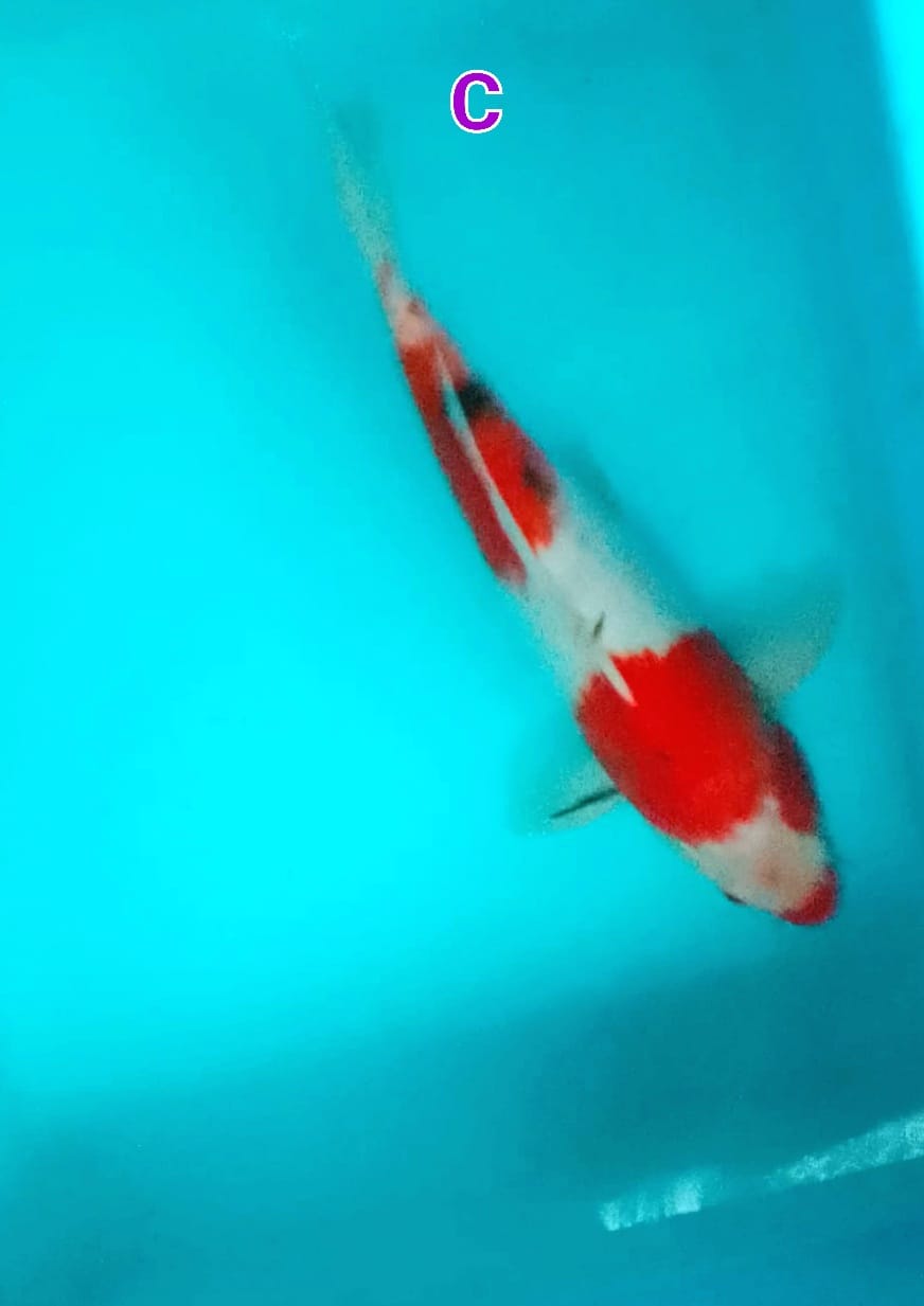SANKE 30cm