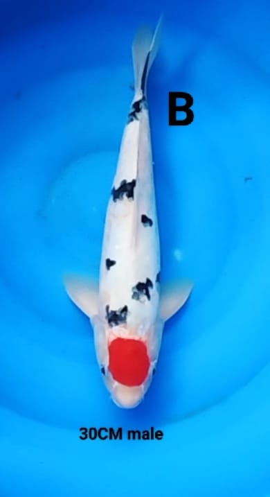 Lelang Koi Online, Jual Beli Ikan Koi, Pusat Jual Beli Koi, Info Lelang Koi Hari Ini, Platform Jual Beli Koi, Jual Beli Ikan Koi Online, Marketplace Ikan Koi, Jual Koi Terbaik, Tempat Beli Koi Berkualitas, Pasar Ikan Koi Online Terpercaya, Penjual Ikan Koi Terpercaya, Beli Koi Hias Online, Ikan Koi untuk Dijual, Koi Kualitas Terbaik, Toko Online Ikan Koi, Koi Hias Untuk Dijual, Jual Beli Ikan Koi Lokal, Koi Indonesia Online, Pusat Jual Beli Koi Terbesar