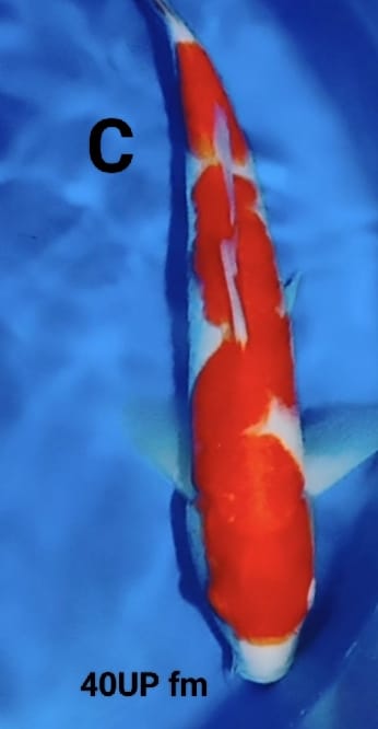 Lelang Koi Online, Jual Beli Ikan Koi, Pusat Jual Beli Koi, Info Lelang Koi Hari Ini, Platform Jual Beli Koi, Jual Beli Ikan Koi Online, Marketplace Ikan Koi, Jual Koi Terbaik, Tempat Beli Koi Berkualitas, Pasar Ikan Koi Online Terpercaya, Penjual Ikan Koi Terpercaya, Beli Koi Hias Online, Ikan Koi untuk Dijual, Koi Kualitas Terbaik, Toko Online Ikan Koi, Koi Hias Untuk Dijual, Jual Beli Ikan Koi Lokal, Koi Indonesia Online, Pusat Jual Beli Koi Terbesar