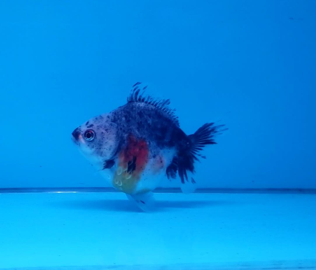 Ikan Koi ORANDA CALICO BAGONG GEMOY 9cm, lelang koi ORANDA CALICO BAGONG GEMOY 9cm, jual koi ORANDA CALICO BAGONG GEMOY 9cm, beli koi ORANDA CALICO BAGONG GEMOY 9cm, Lelang Koi Online, Jual Beli Ikan Koi, Pusat Jual Beli Koi, Info Lelang Koi Hari Ini, Platform Jual Beli Koi, Jual Beli Ikan Koi Online, Marketplace Ikan Koi, Jual Koi Terbaik, Tempat Beli Koi Berkualitas, Pasar Ikan Koi Online Terpercaya, Penjual Ikan Koi Terpercaya, Beli Koi Hias Online, Ikan Koi untuk Dijual, Koi Kualitas Terbaik, Toko Online Ikan Koi, Koi Hias Untuk Dijual, Jual Beli Ikan Koi Lokal, Koi Indonesia Online, Pusat Jual Beli Koi Terbesar