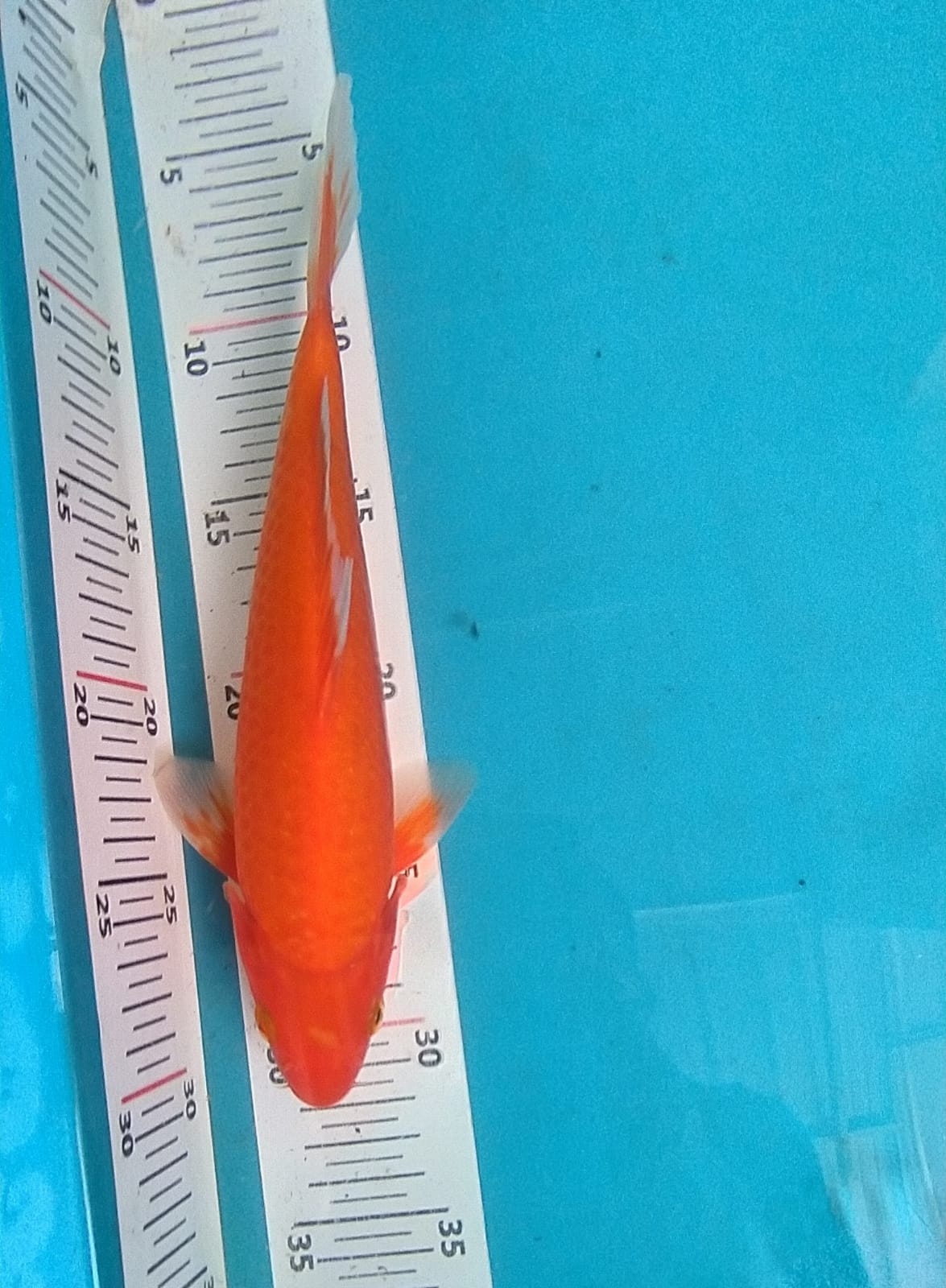 AKAHAJIRO GOOD QUALITY ANAKAN MATSUE26cm