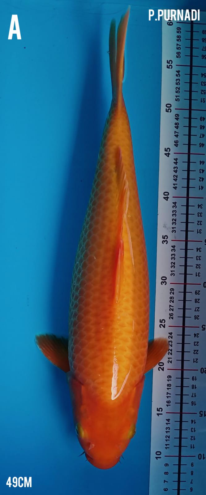 Ikan Koi RED KARASI 49cm, lelang koi RED KARASI 49cm, jual koi RED KARASI 49cm, beli koi RED KARASI 49cm, Lelang Koi Online, Jual Beli Ikan Koi, Pusat Jual Beli Koi, Info Lelang Koi Hari Ini, Platform Jual Beli Koi, Jual Beli Ikan Koi Online, Marketplace Ikan Koi, Jual Koi Terbaik, Tempat Beli Koi Berkualitas, Pasar Ikan Koi Online Terpercaya, Penjual Ikan Koi Terpercaya, Beli Koi Hias Online, Ikan Koi untuk Dijual, Koi Kualitas Terbaik, Toko Online Ikan Koi, Koi Hias Untuk Dijual, Jual Beli Ikan Koi Lokal, Koi Indonesia Online, Pusat Jual Beli Koi Terbesar