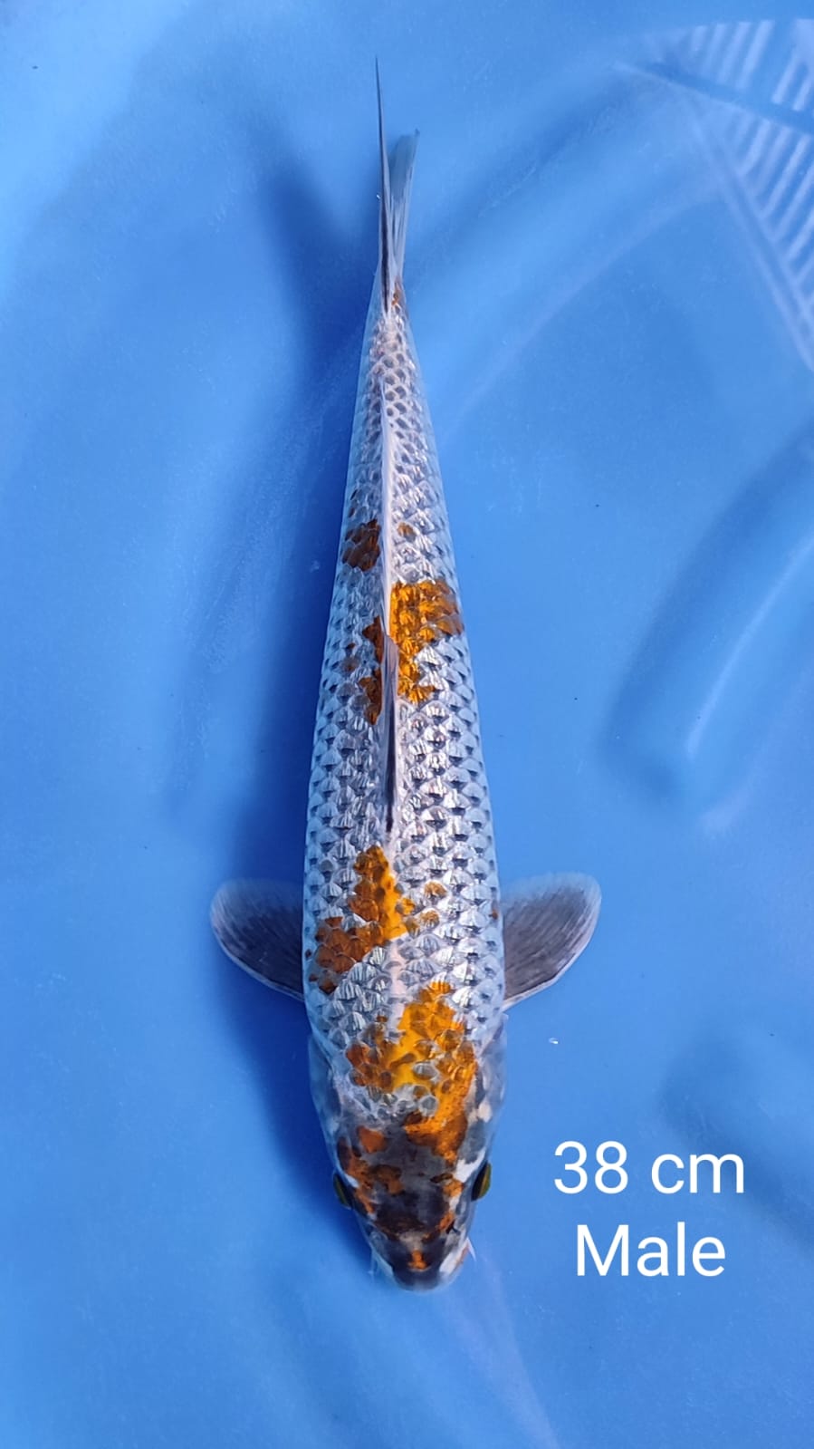 OCHIBA HQ 38cm
