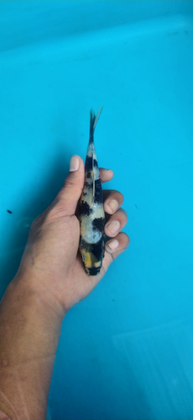 SIRO 17cm