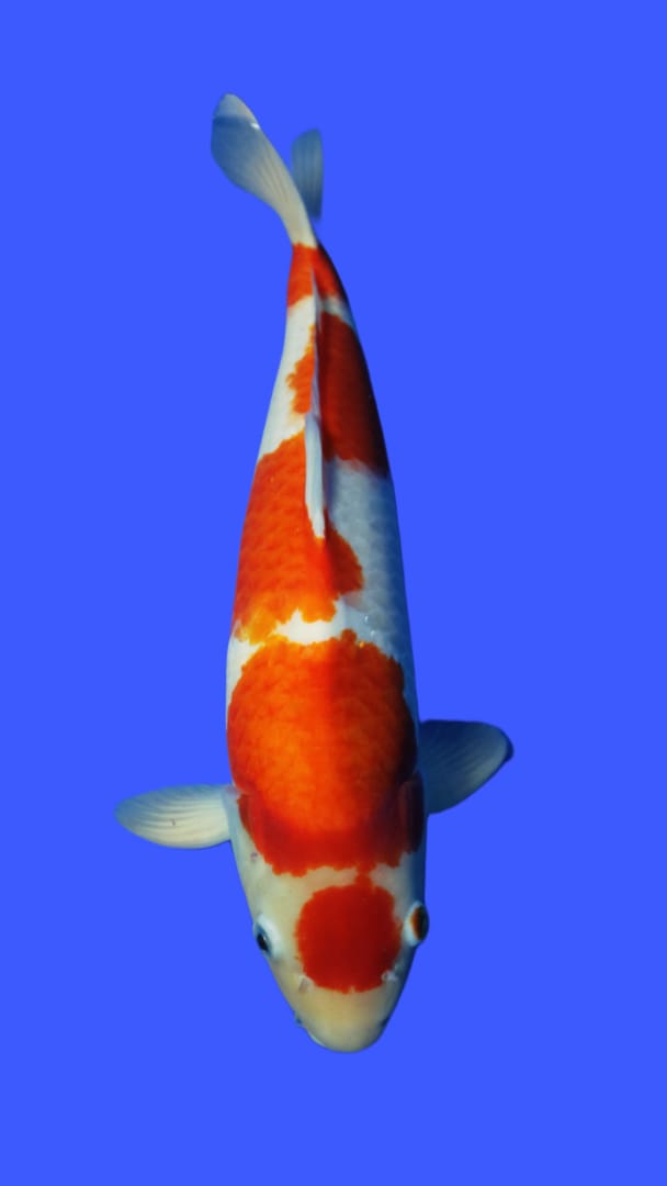 MARUTEN KOHAKU HIKARI 50cm