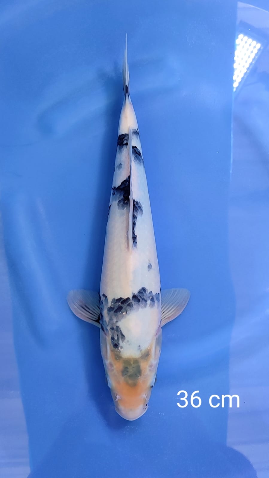SHIRO 36cm
