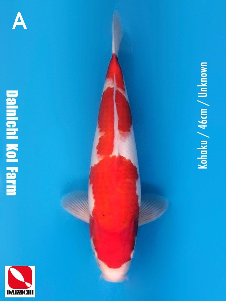 KOHAKU 46cm UNKNOWN IMPORT DAINICHI KOI FARM