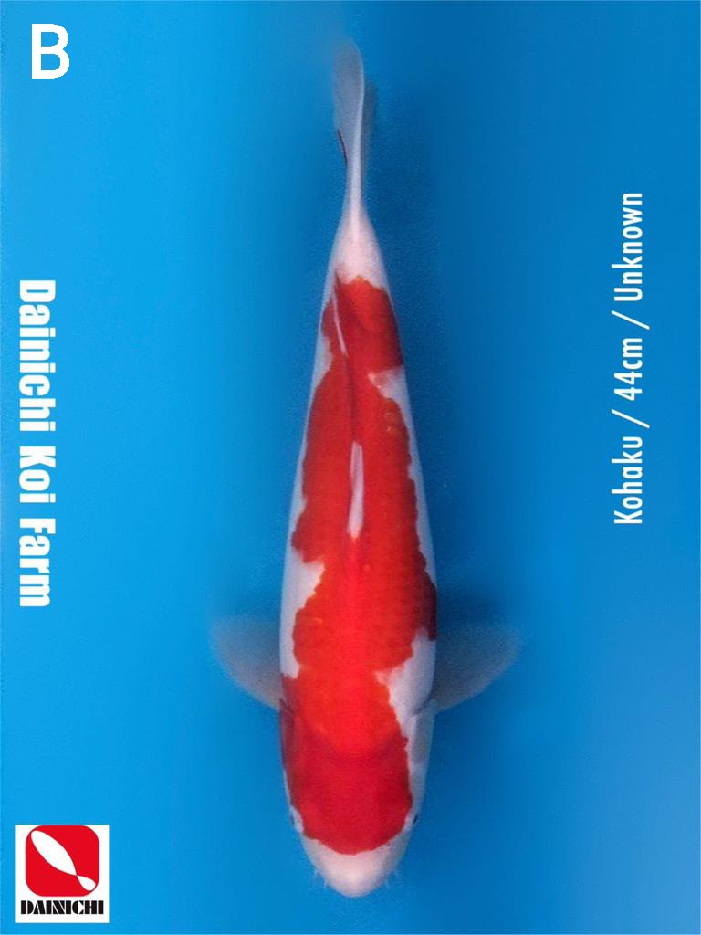 KOHAKU 44cm UNKNOWN IMPORT DAINICHI KOI FARM