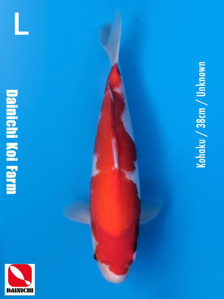 KOHAKU 38cm UNKNOWN IMPORT DAINICHI KOI FARM