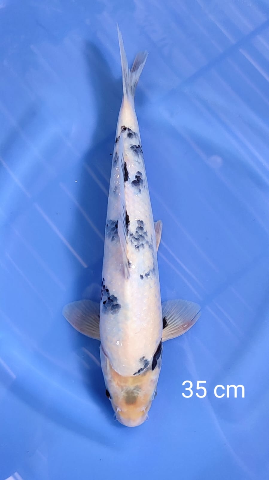 SHIRO 35cm