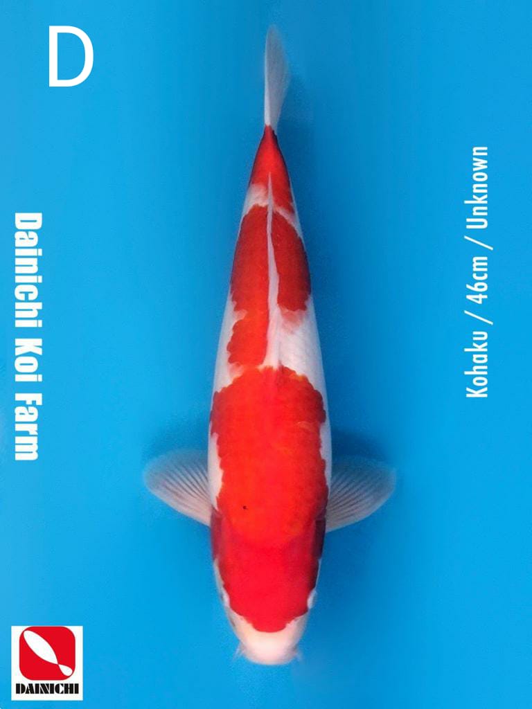 KOHAKU 46cm IMPORT DAINICHI