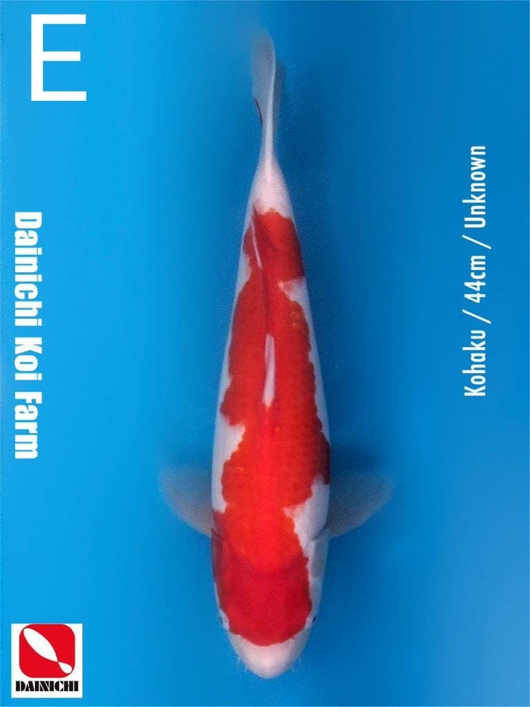 KOHAKU 44cm IMPORT DAINICHI