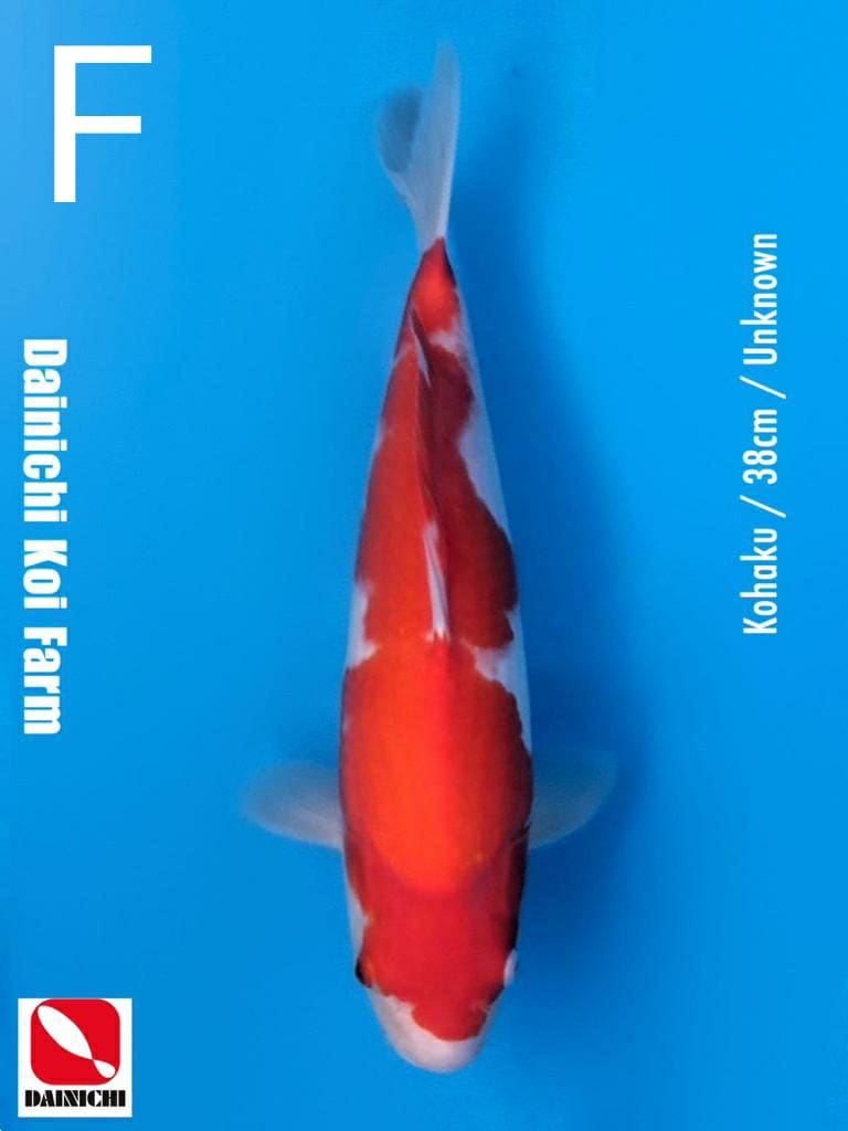 KOHAKU 38cm IMPORT DAINICHI