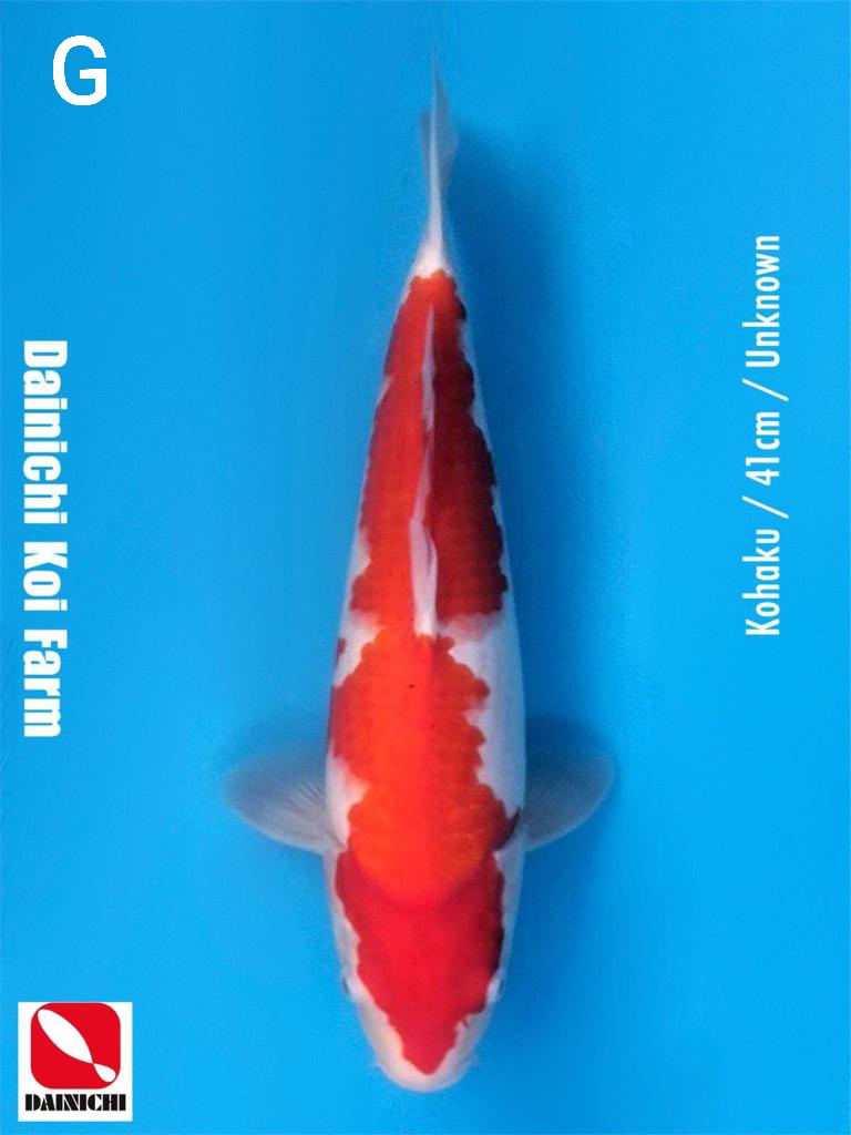 KOHAKU 41cm IMPORT DAINICHI