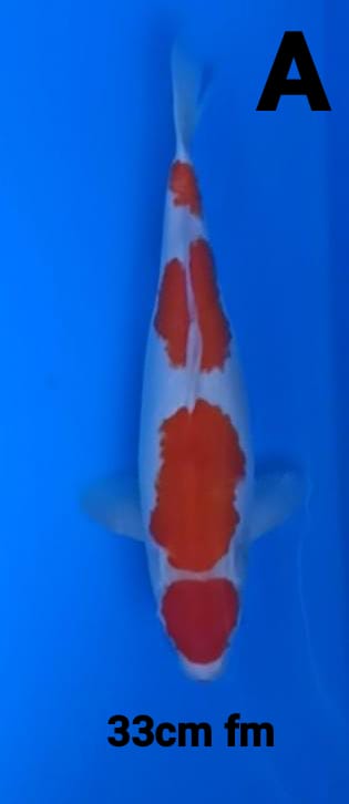 KOHAKU 33cm FM