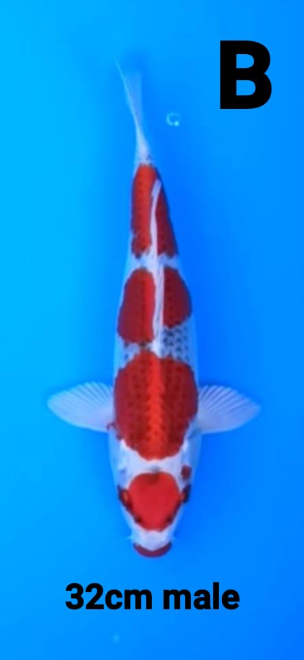 KUJAKU 32cm MALE