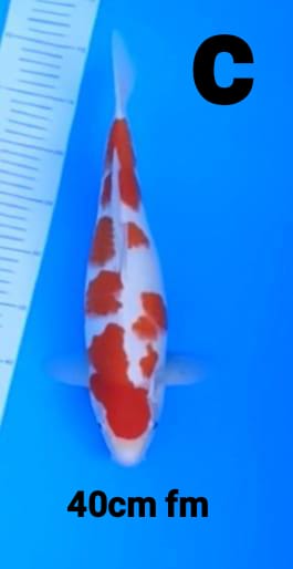 KOHAKU 40cm FM