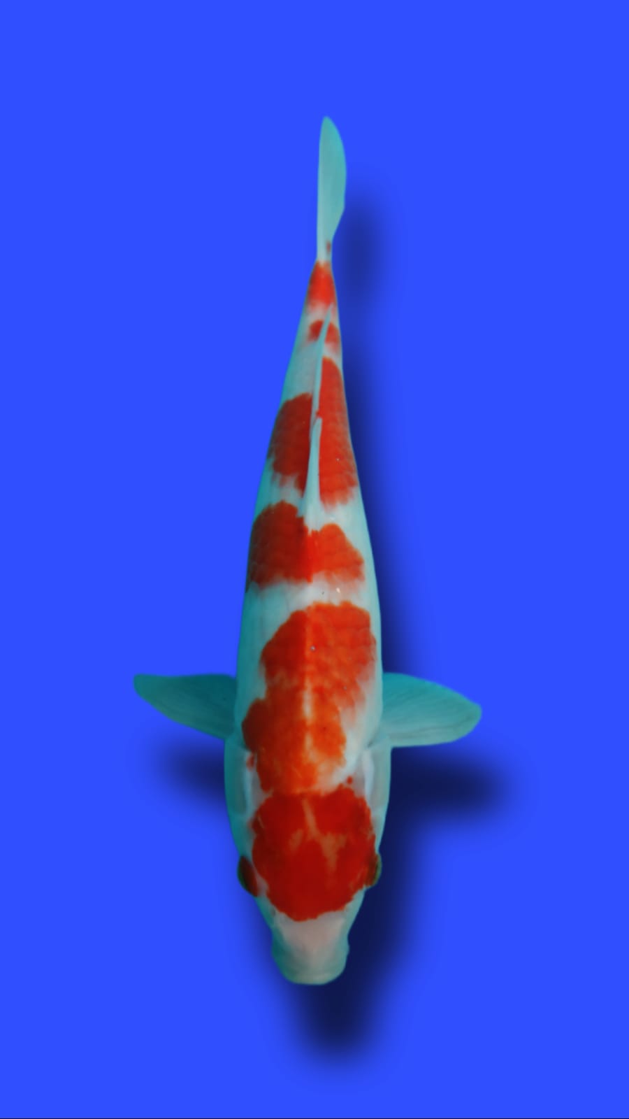 MARUTEN KOHAKU 35cm