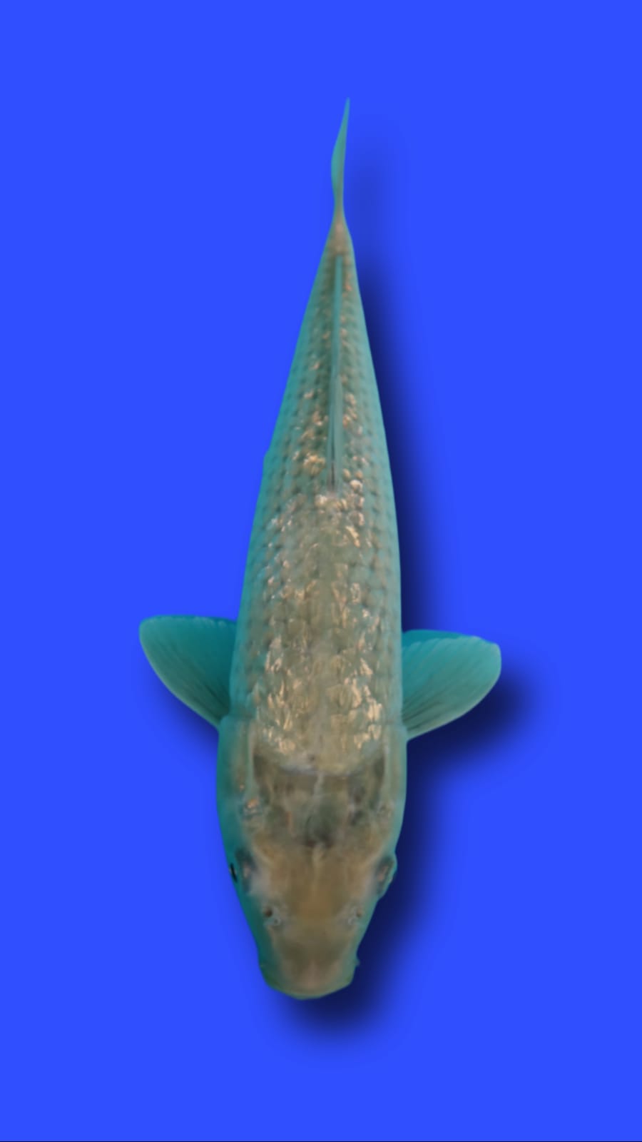 SHORAGOI GINRIN 42cm