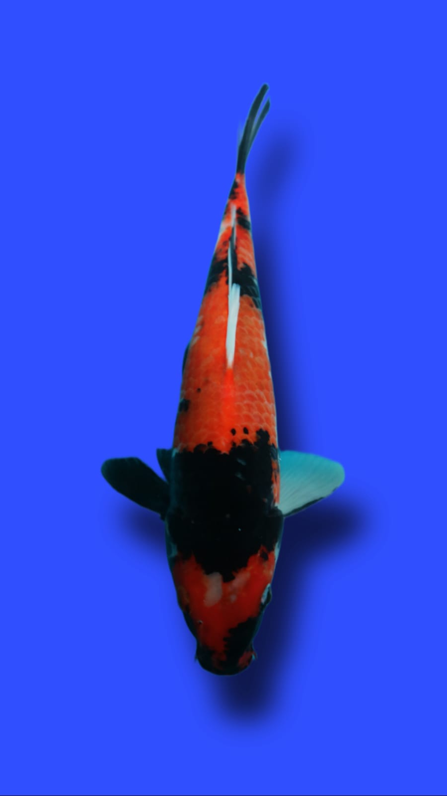 HISHOWA 38cm