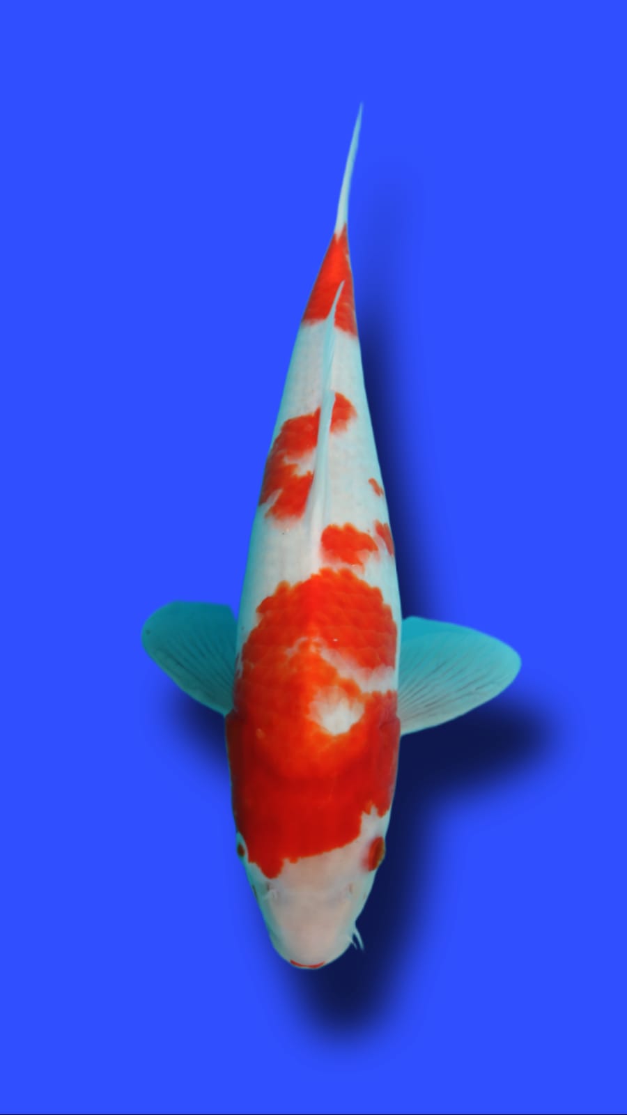 KOHAKU 42cm