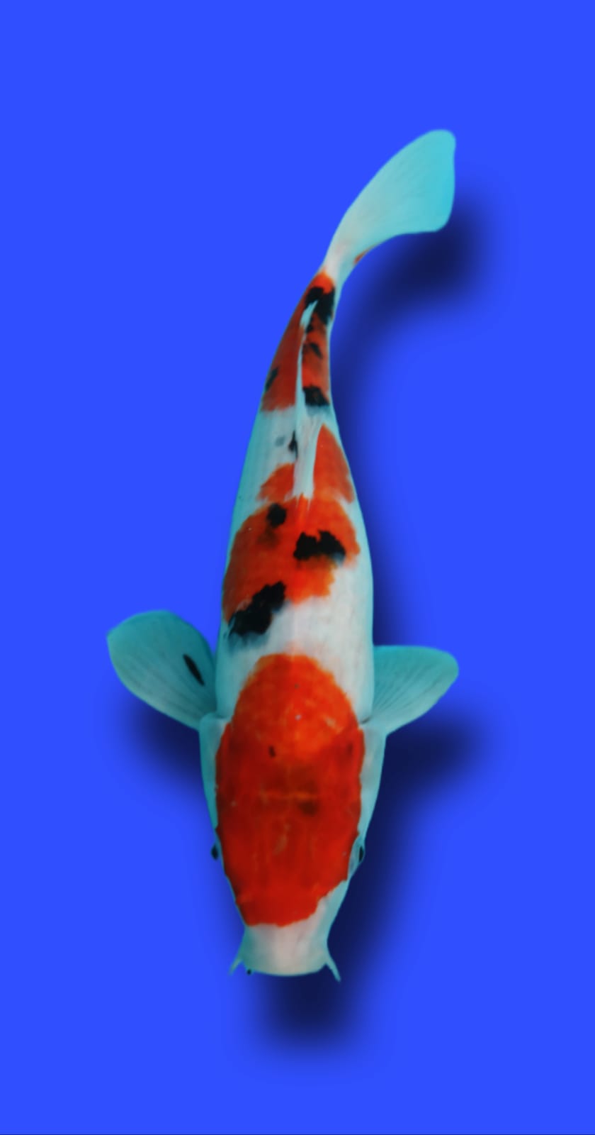SANKE 38cm