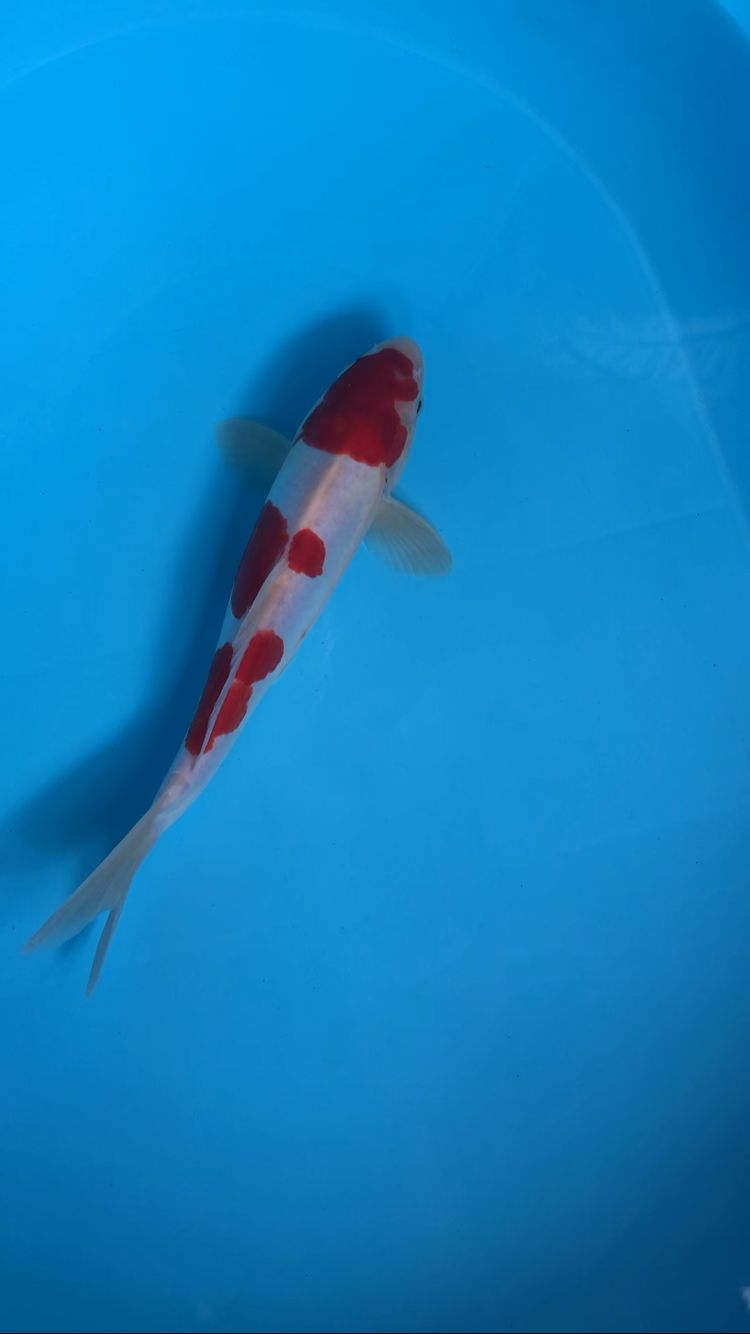 KOHAKU DOITSU 28cm L