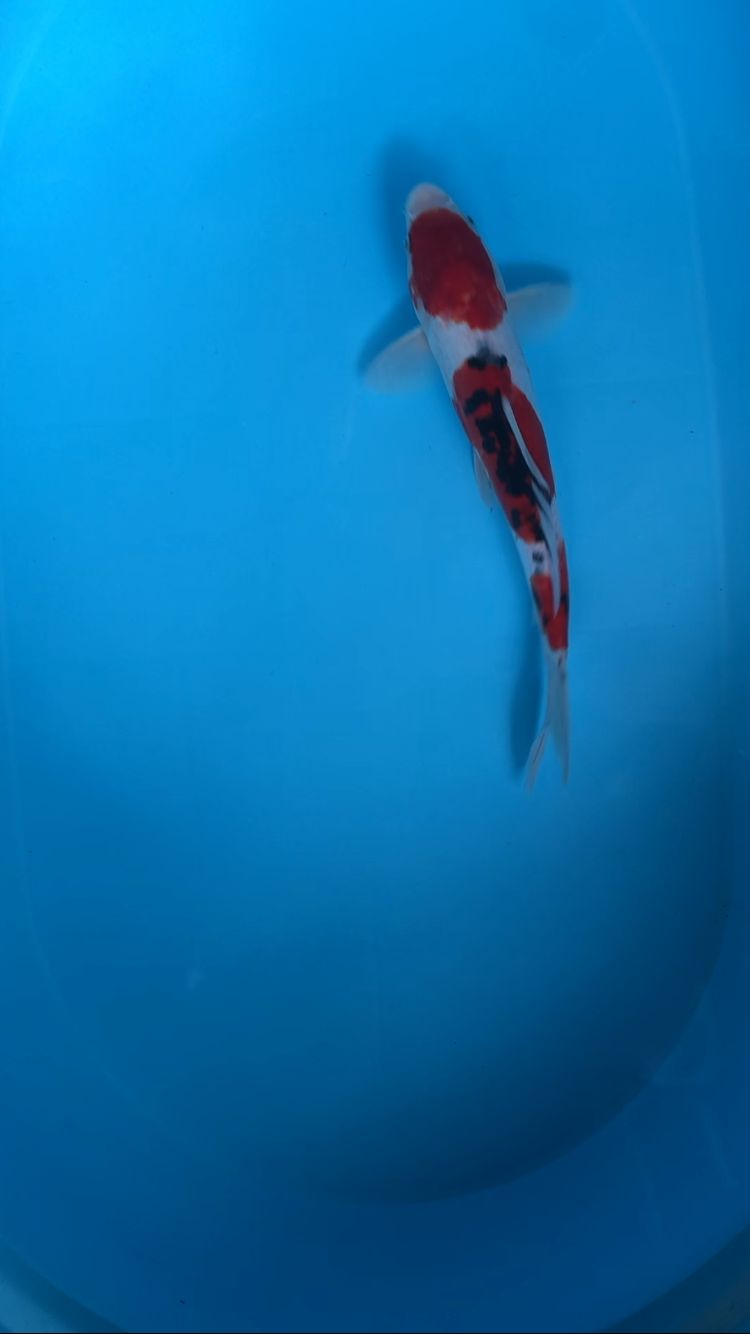 SANKE DOITSU 30cm
