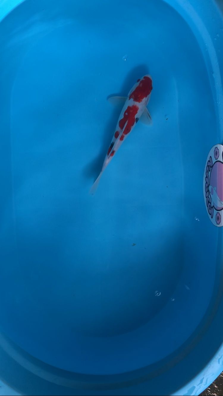 SANKE DOITSU 28cm