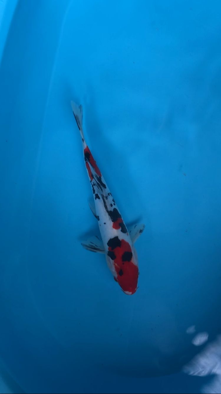 SANKE DOITSU 28cm