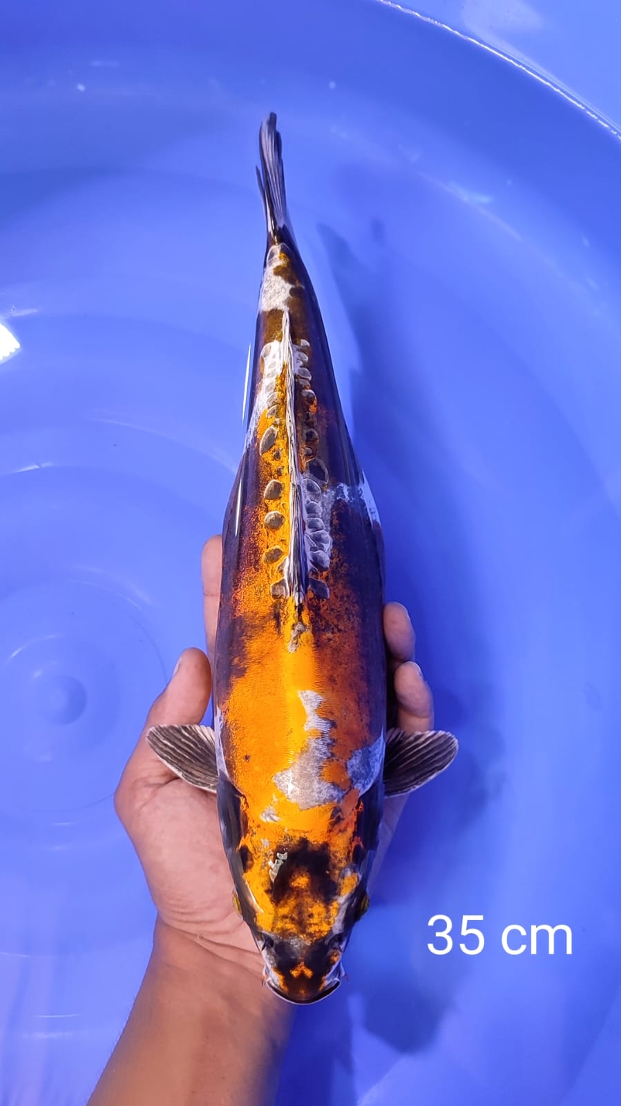 KIKOKURYU 35cm
