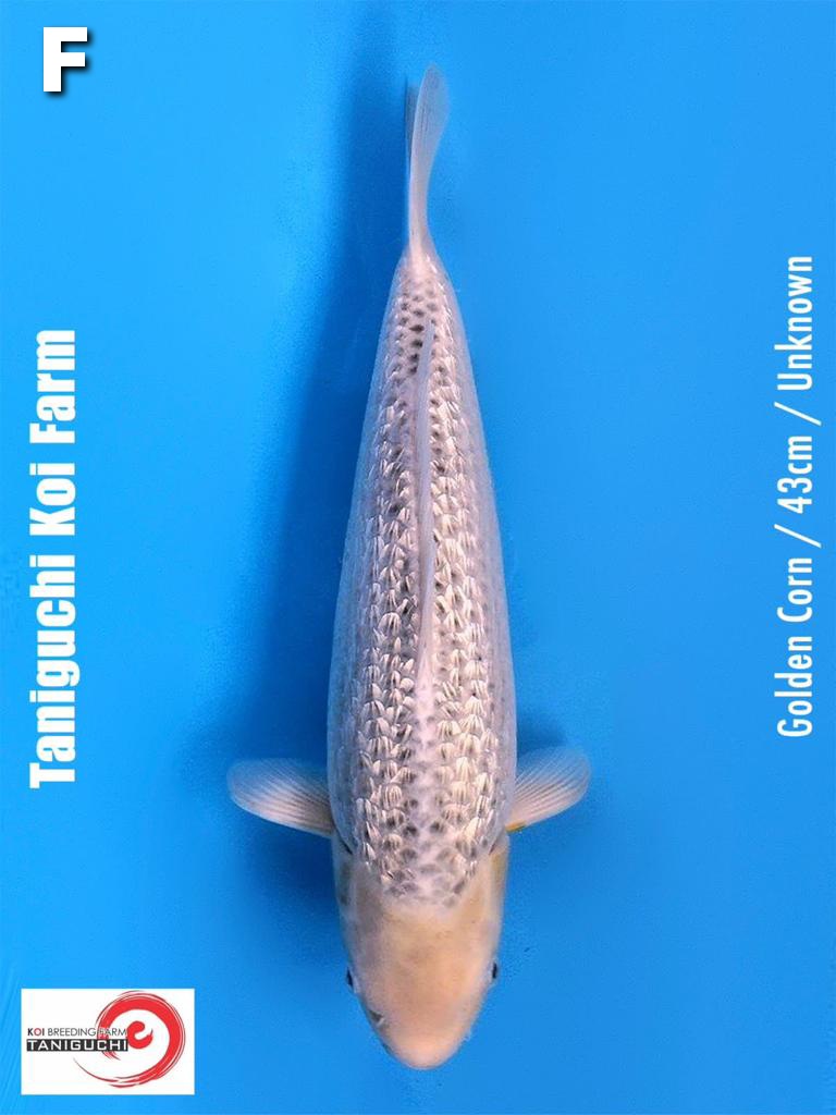 GOLDEN CORN 43cm IMPORT TANIGUCHI KOI FARM
