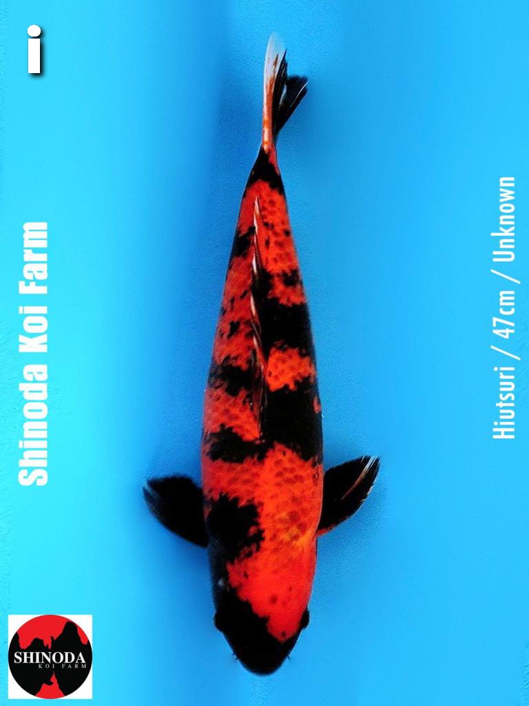 Ikan Koi HIUTSURI 47cm IMPORT SHINODA KOI FARM, lelang koi HIUTSURI 47cm IMPORT SHINODA KOI FARM, jual koi HIUTSURI 47cm IMPORT SHINODA KOI FARM, beli koi HIUTSURI 47cm IMPORT SHINODA KOI FARM, Lelang Koi Online, Jual Beli Ikan Koi, Pusat Jual Beli Koi, Info Lelang Koi Hari Ini, Platform Jual Beli Koi, Jual Beli Ikan Koi Online, Marketplace Ikan Koi, Jual Koi Terbaik, Tempat Beli Koi Berkualitas, Pasar Ikan Koi Online Terpercaya, Penjual Ikan Koi Terpercaya, Beli Koi Hias Online, Ikan Koi untuk Dijual, Koi Kualitas Terbaik, Toko Online Ikan Koi, Koi Hias Untuk Dijual, Jual Beli Ikan Koi Lokal, Koi Indonesia Online, Pusat Jual Beli Koi Terbesar