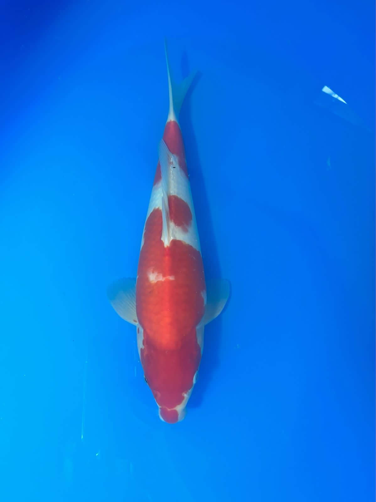 Lelang Koi Online, Jual Beli Ikan Koi, Pusat Jual Beli Koi, Info Lelang Koi Hari Ini, Platform Jual Beli Koi, Jual Beli Ikan Koi Online, Marketplace Ikan Koi, Jual Koi Terbaik, Tempat Beli Koi Berkualitas, Pasar Ikan Koi Online Terpercaya, Penjual Ikan Koi Terpercaya, Beli Koi Hias Online, Ikan Koi untuk Dijual, Koi Kualitas Terbaik, Toko Online Ikan Koi, Koi Hias Untuk Dijual, Jual Beli Ikan Koi Lokal, Koi Indonesia Online, Pusat Jual Beli Koi Terbesar
