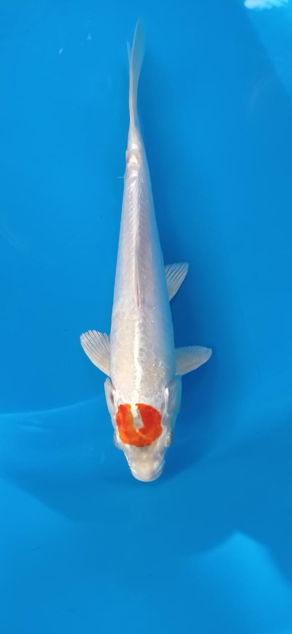 TC HARIWAKE DOIT 26cm