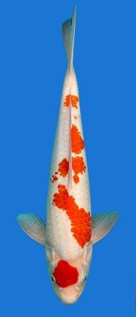MARUTEN KOHAKU 40cm