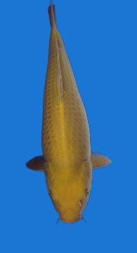 MIDORI 43cm