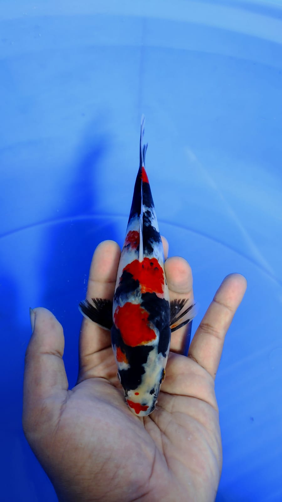 SHOWA 20cm