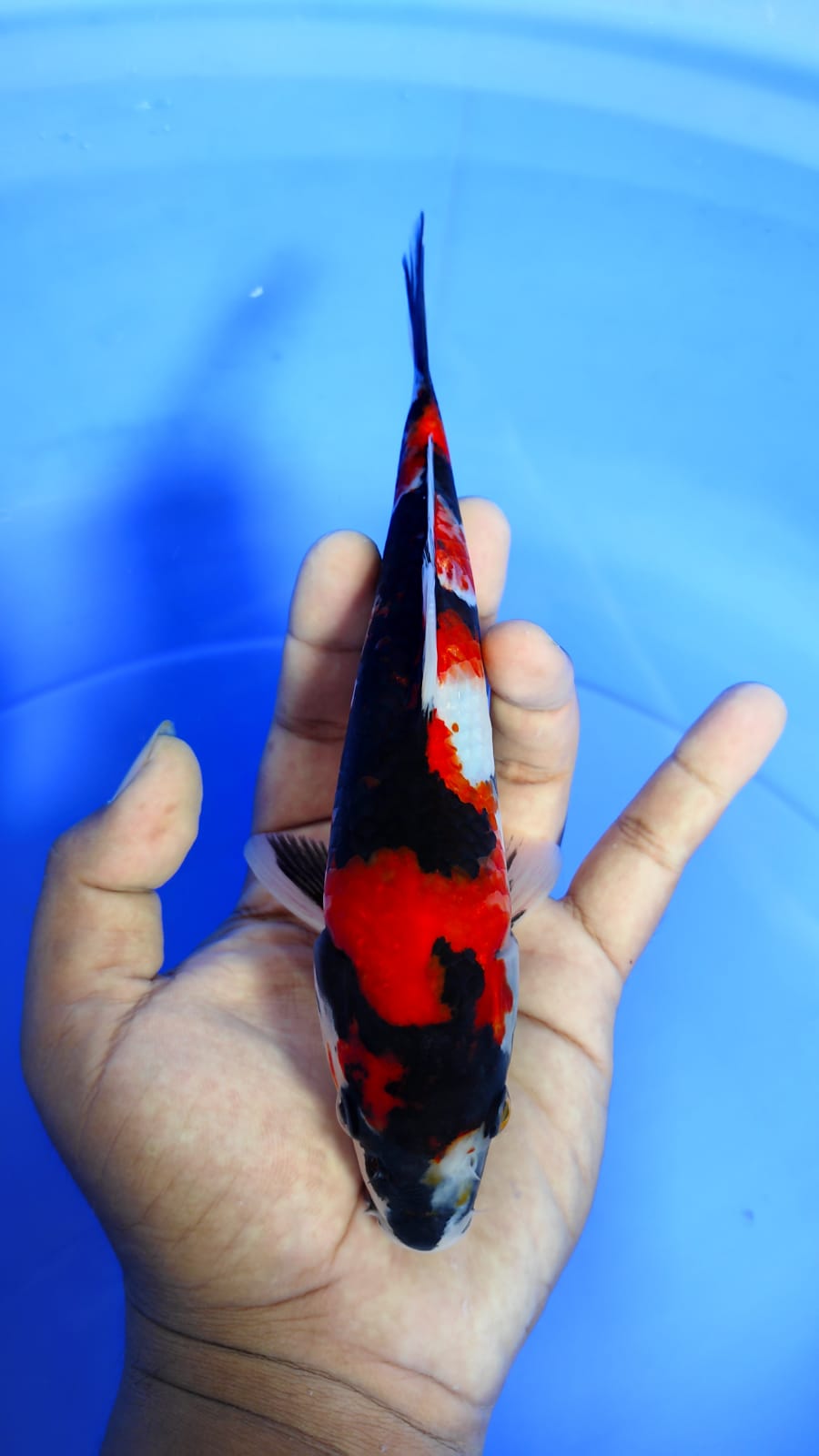SHOWA 23cm