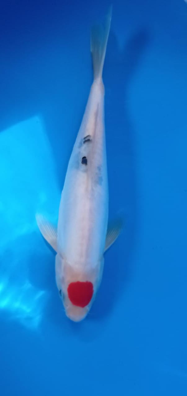 TC SANKE DOITSHU ORI 28cm