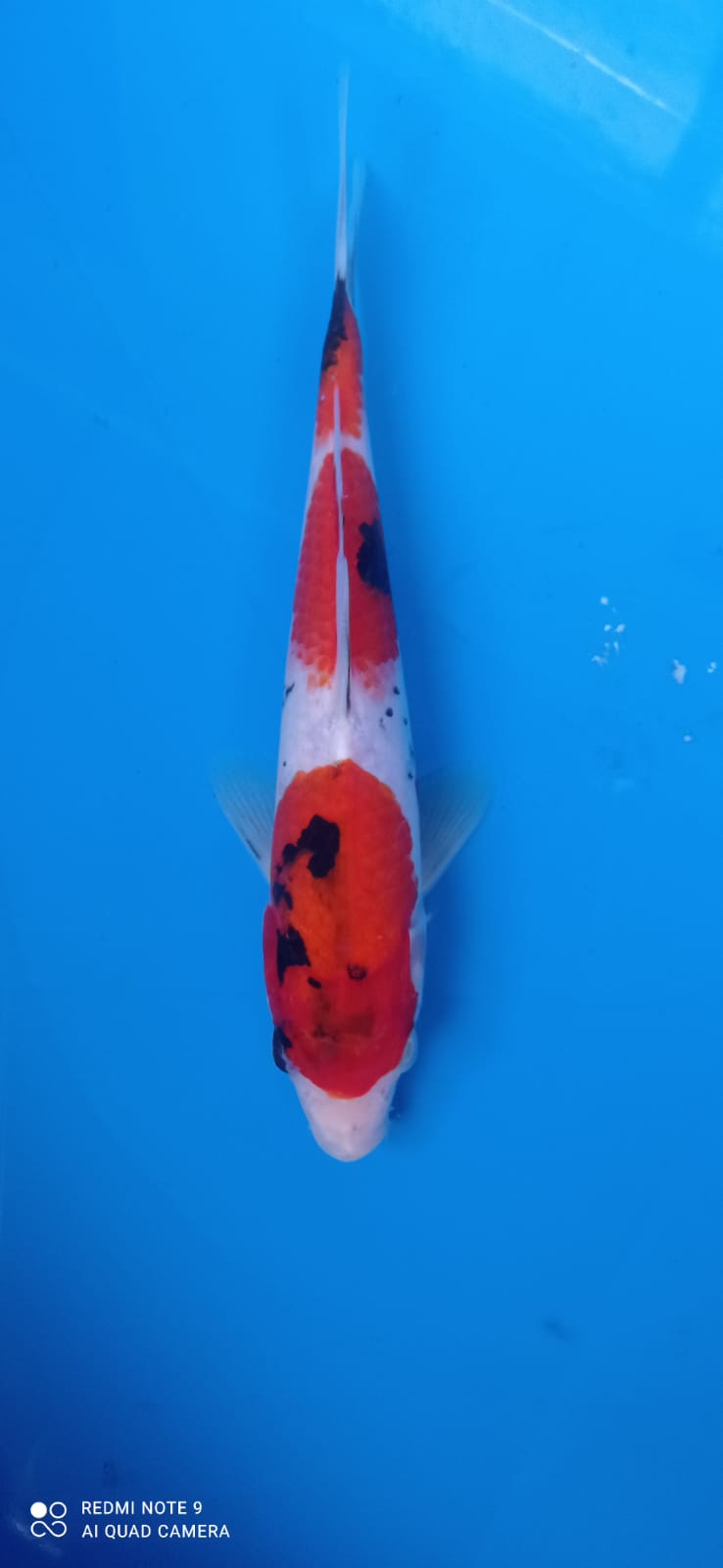 SHOWA 27cm