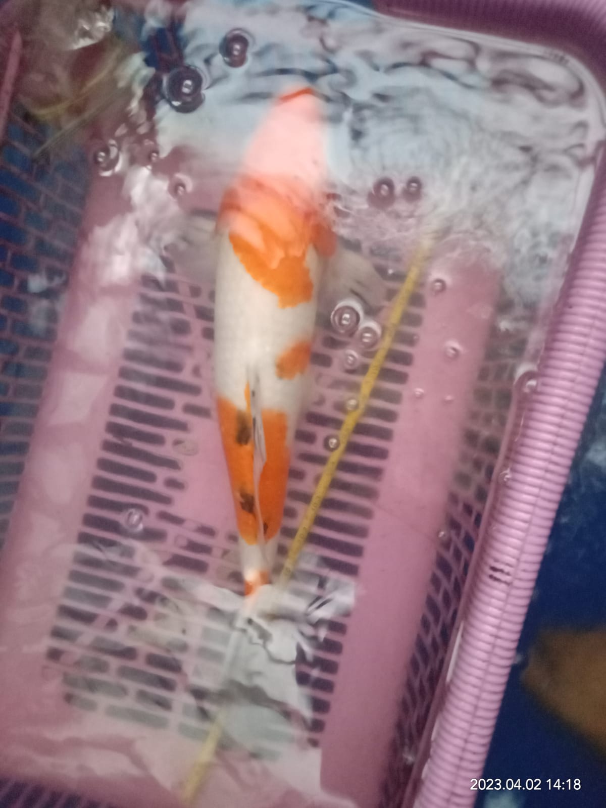 SANKE FEMALE 38cm