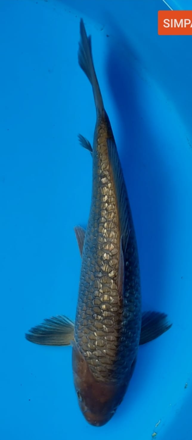 CHAGOI GINRIN 36cm BREED BY BKF