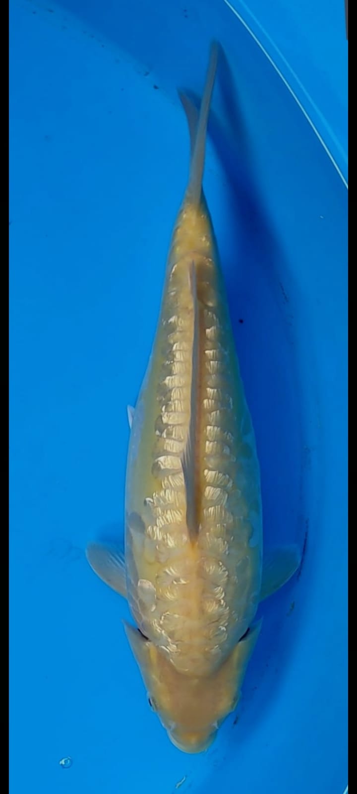 KARASHI GINRIN ARAGOKE 34cmBULKY