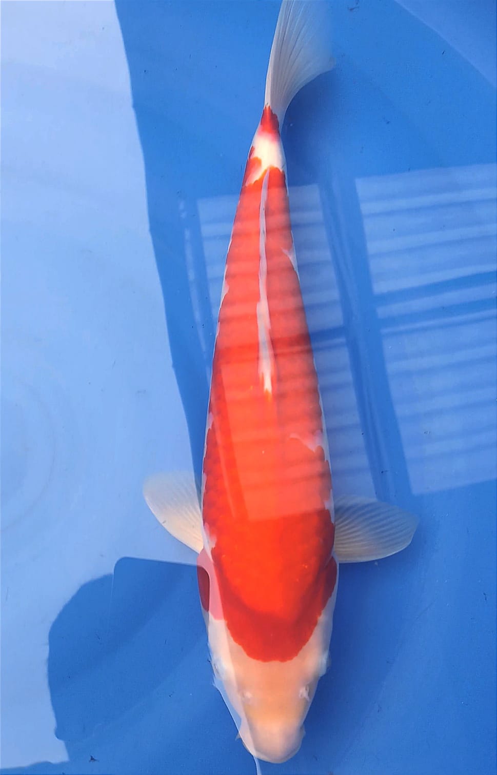 Lelang Koi Online, Jual Beli Ikan Koi, Pusat Jual Beli Koi, Info Lelang Koi Hari Ini, Platform Jual Beli Koi, Jual Beli Ikan Koi Online, Marketplace Ikan Koi, Jual Koi Terbaik, Tempat Beli Koi Berkualitas, Pasar Ikan Koi Online Terpercaya, Penjual Ikan Koi Terpercaya, Beli Koi Hias Online, Ikan Koi untuk Dijual, Koi Kualitas Terbaik, Toko Online Ikan Koi, Koi Hias Untuk Dijual, Jual Beli Ikan Koi Lokal, Koi Indonesia Online, Pusat Jual Beli Koi Terbesar