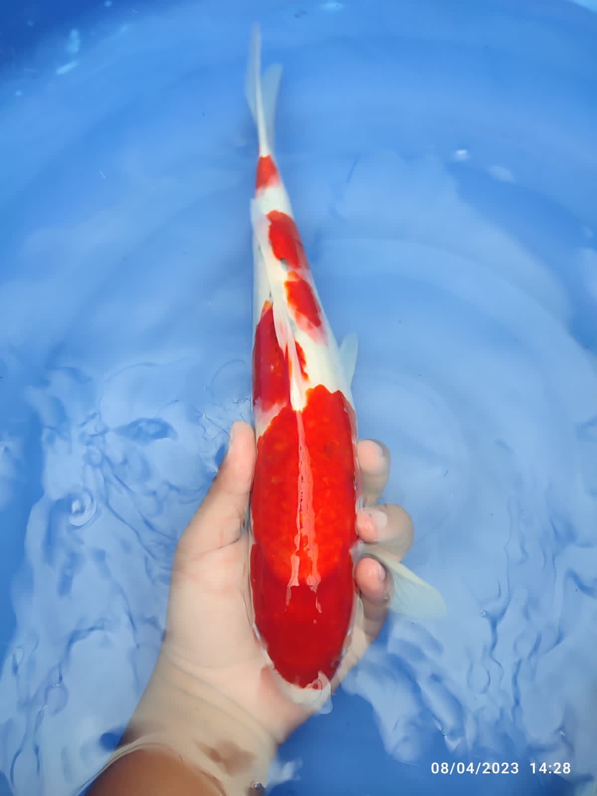 SANKE AKF RED STRONG 34cm