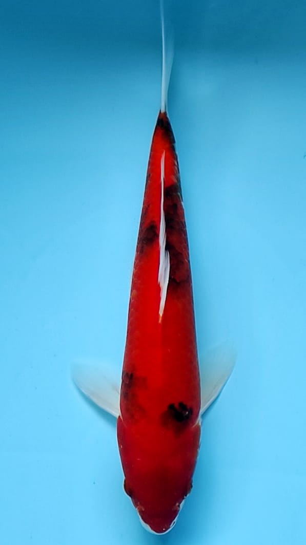 HI SHOWA 30cm
