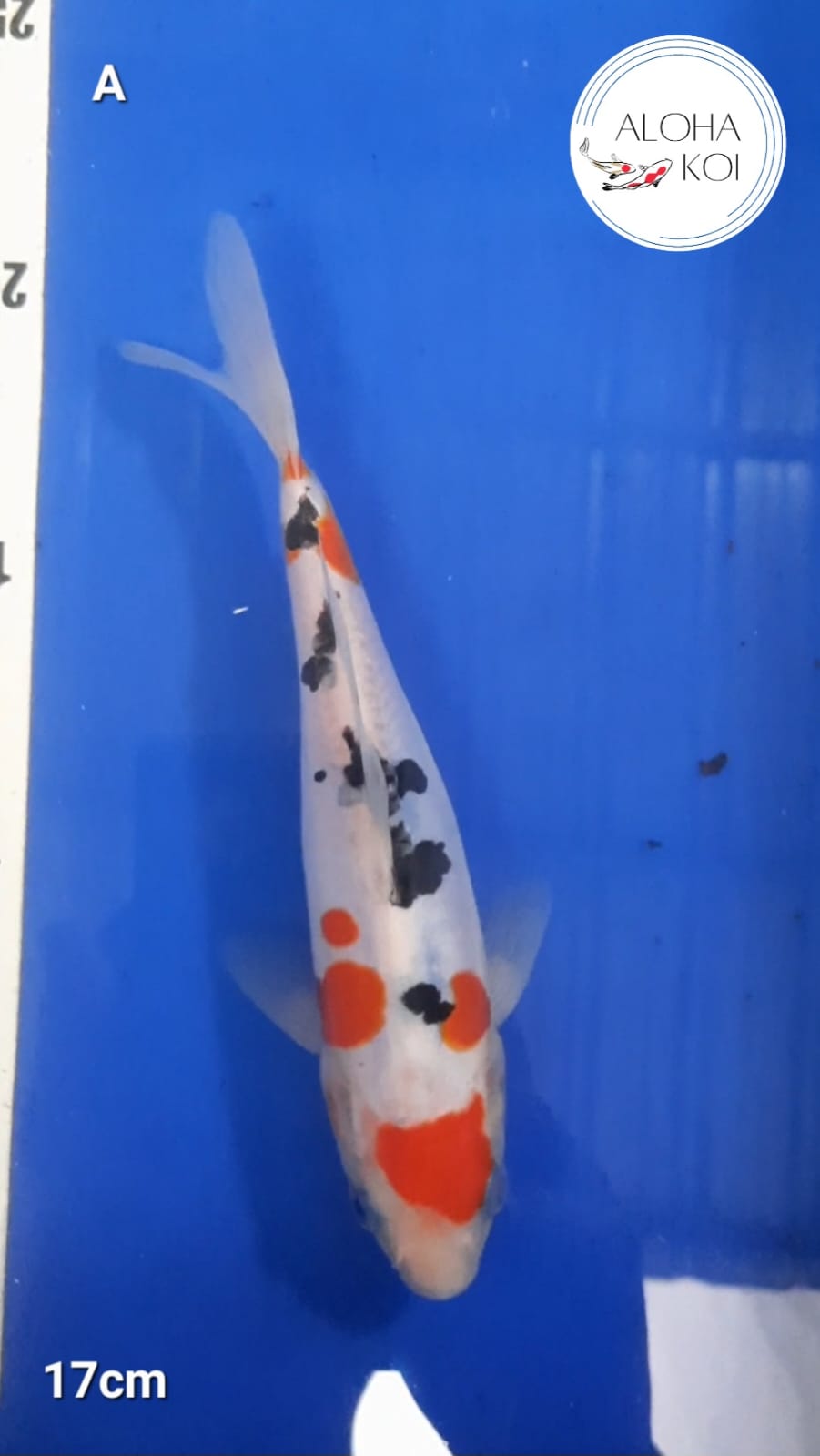 MARUTEN SANKE DOITSU 17cm
